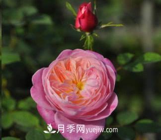 不可错过的经典灌木月季品种介绍大全！(图26)