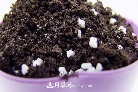 盆栽月季应需要什么样的土壤？(图1)