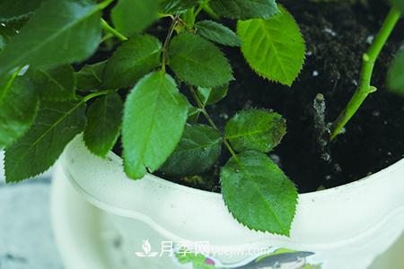 盆栽月季应需要什么样的土壤？(图2)
