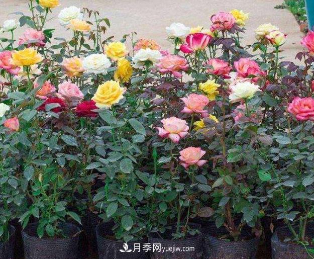 盆栽月季的浇水原则及要点(图1)