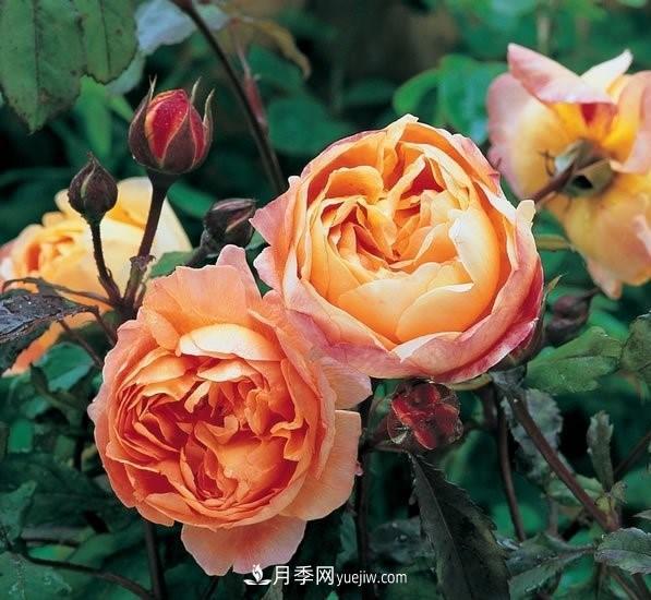 几种常见又漂亮的欧月月季品种(图4)