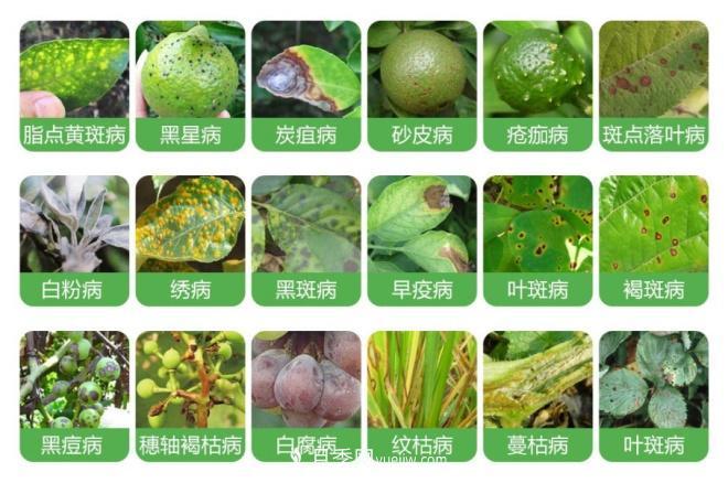 8种花木常用农药介绍，价格便宜效果很好(图1)