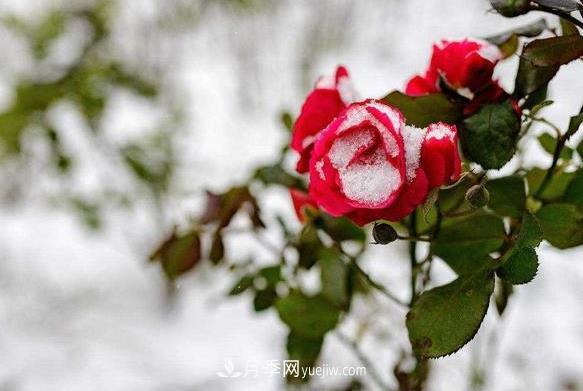 月季花冬天会冻死吗？花对环境的要求比较低(图1)