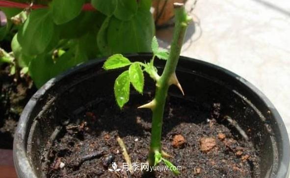 月季该如何扦插，春秋两季这样扦插10-20天就生根(图1)