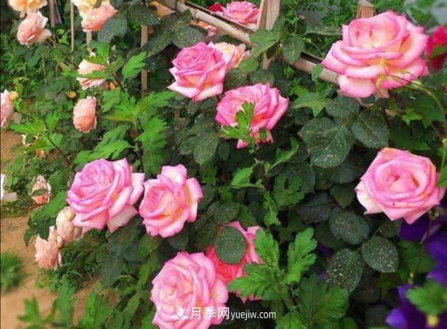 入冬以前要做好5件事，来年月季花长得旺开花多(图2)