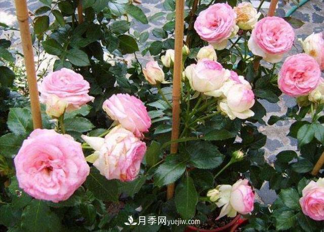 入冬以前要做好5件事，来年月季花长得旺开花多(图1)