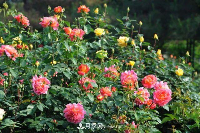 月季养护有哪些技巧？如何提高月季开花数量？(图1)