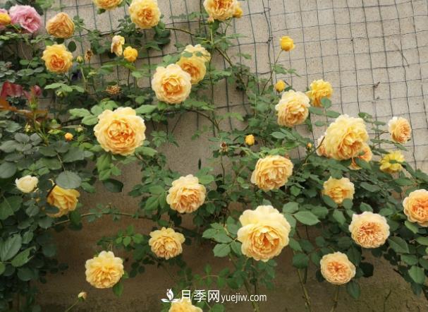 藤本月季冬剪方法(图1)