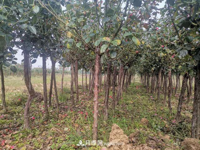 怎么防止月季树枯枝？(图1)