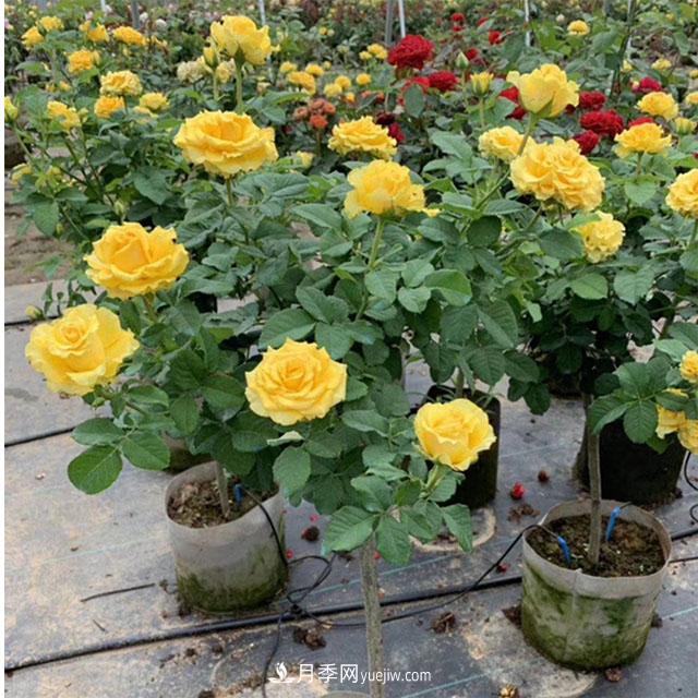 网红树状月季，“棒棒糖月季”批发(图4)