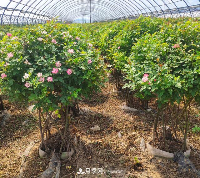 网红树状月季，“棒棒糖月季”批发(图2)
