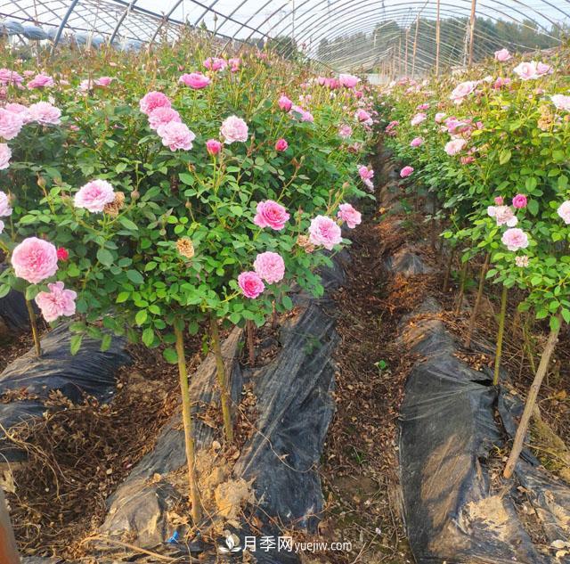 棒棒糖月季这么漂亮，南阳月季花农是如何嫁接出来的？(图1)