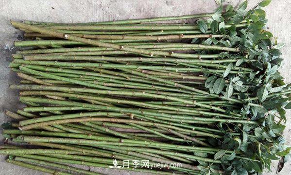 棒棒糖月季这么漂亮，南阳月季花农是如何嫁接出来的？(图2)