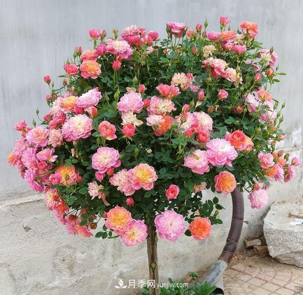 超微型月季嫁接树月多少个芽点最好？(图1)