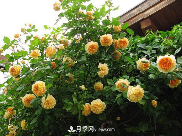 月季扦插苗和嫁接苗的区别及优缺点(图1)