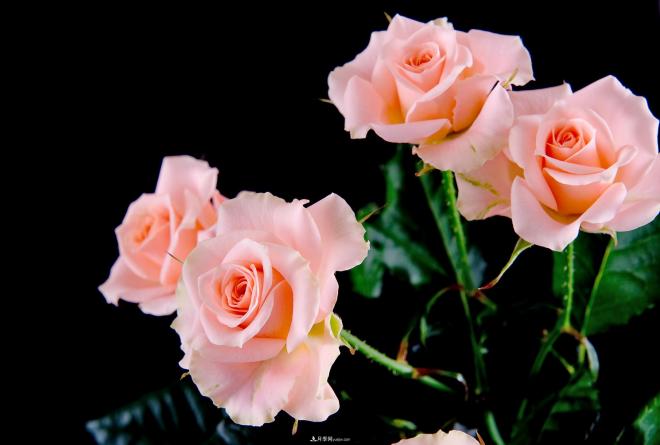 十大最香的月季花排名榜(图6)