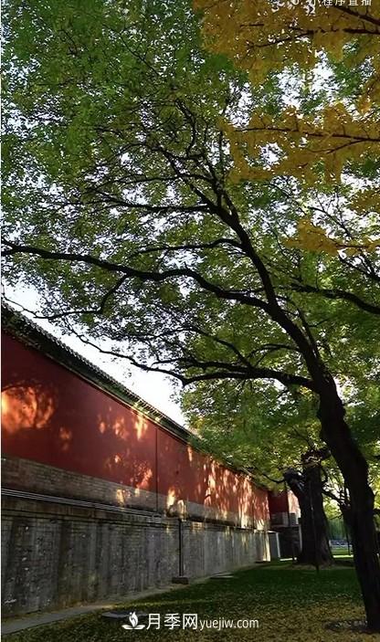 600岁&amp;quot;主播&amp;quot;上热搜：从故宫直播看苗木行业发展(图3)