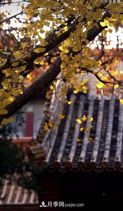 600岁&amp;quot;主播&amp;quot;上热搜：从故宫直播看苗木行业发展(图2)