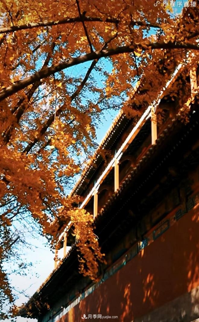 600岁&amp;quot;主播&amp;quot;上热搜：从故宫直播看苗木行业发展(图4)