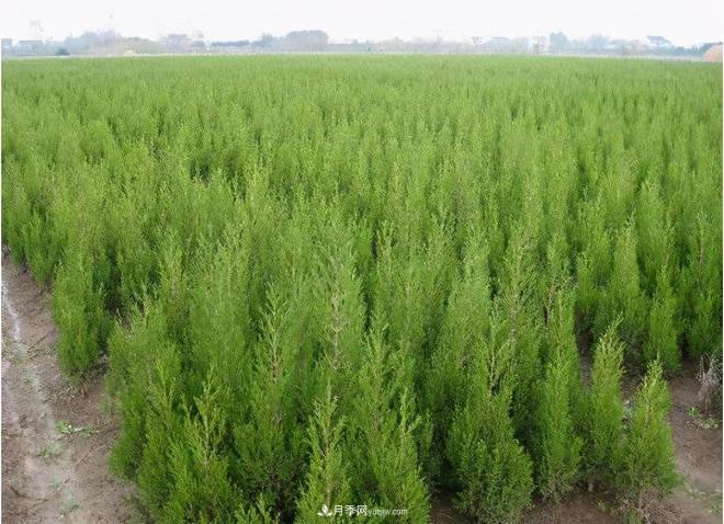 600岁&amp;quot;主播&amp;quot;上热搜：从故宫直播看苗木行业发展(图5)