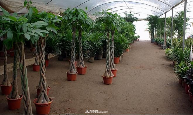 600岁&amp;quot;主播&amp;quot;上热搜：从故宫直播看苗木行业发展(图6)