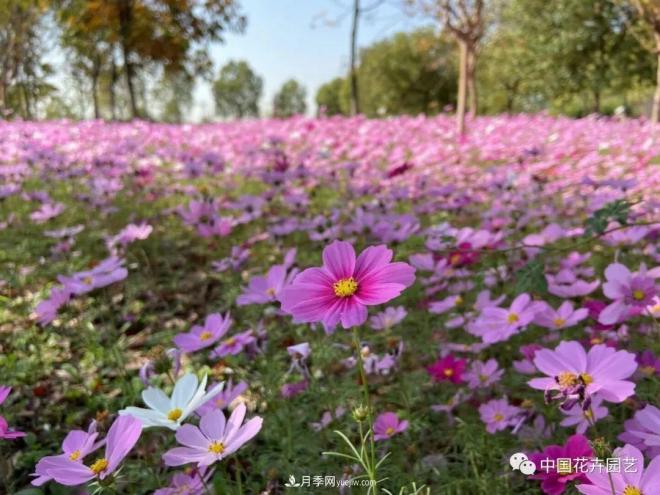 内外联合，中国花海探索发展之道(图2)