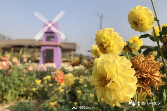 内外联合，中国花海探索发展之道(图3)