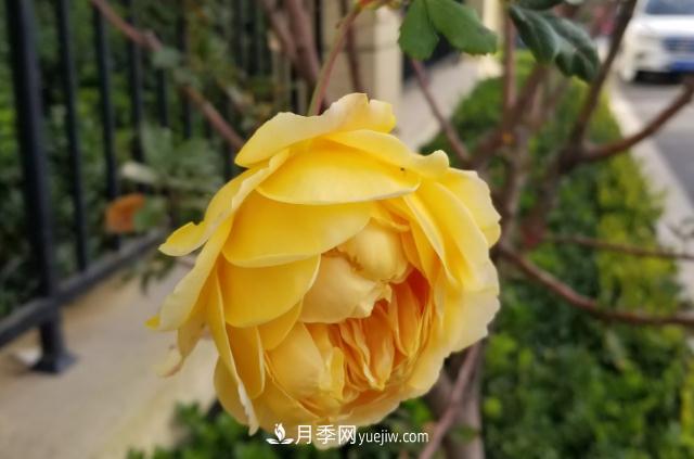 北方户外立冬后的最后一拨月季花开(图2)