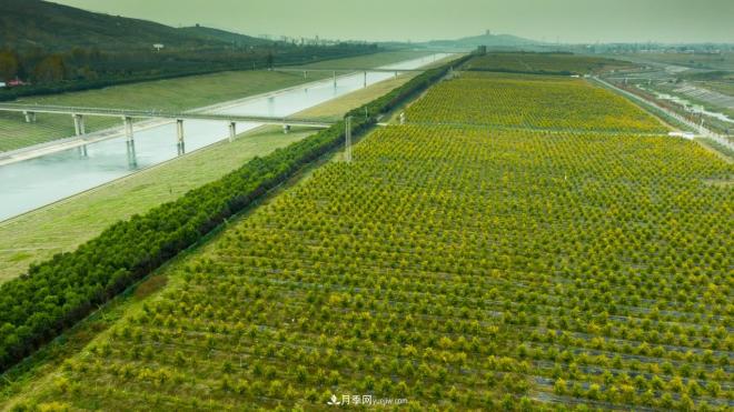 南水北调 秋来渠首 秋绿淅川(图2)