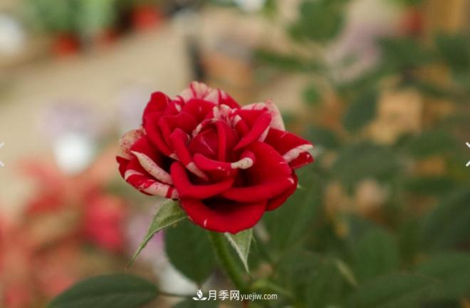 月季爆笋芽了，花友喜滋滋，先别乐，这个时期要慎重(图2)