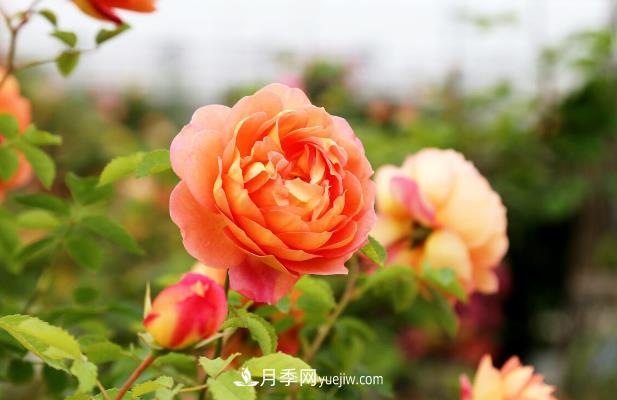 月季花的秋季养护注意事项(图1)