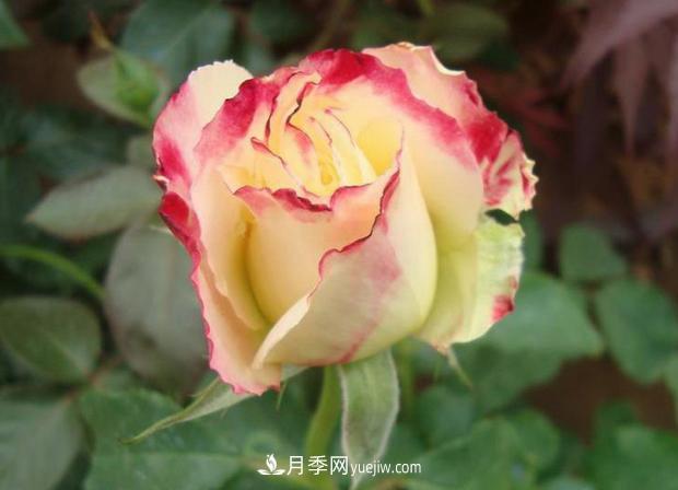 适合盆栽月季的月季品种有哪些？(图1)