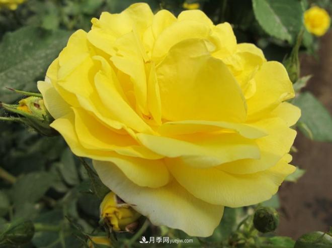 和平之花——和平品种系列月季花(图4)