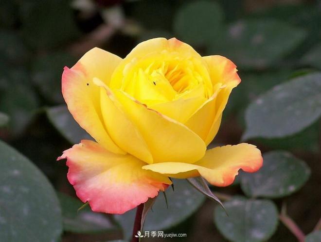 和平之花——和平品种系列月季花(图3)