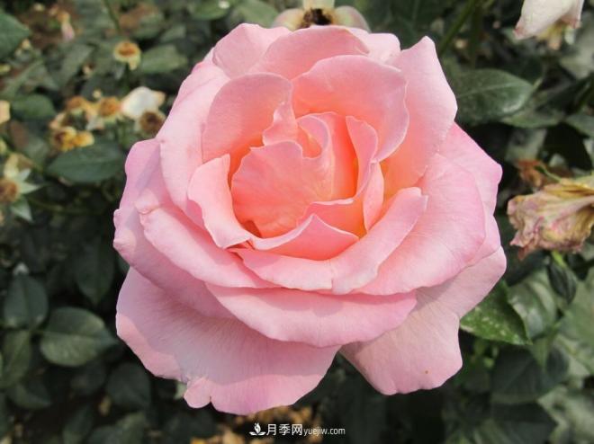 和平之花——和平品种系列月季花(图5)