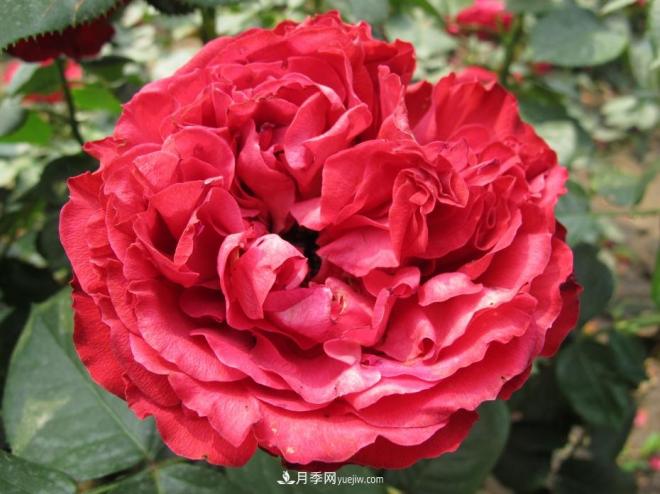 和平之花——和平品种系列月季花(图9)