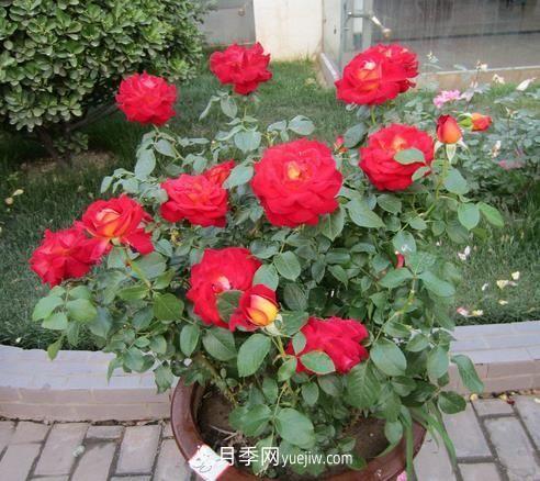 盆栽月季花的养殖方法是什么，有哪些注意事项(图1)