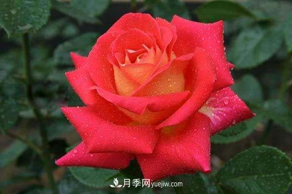 大花月季品种介绍？大花月季品种推荐(图3)