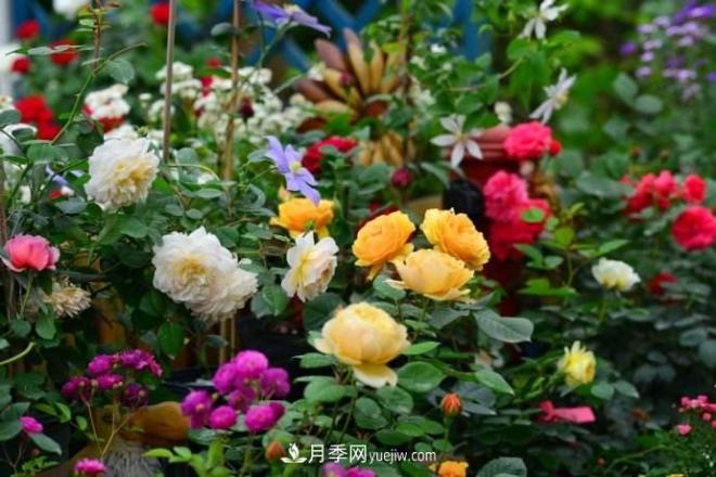 大花月季品种介绍？大花月季品种推荐(图2)