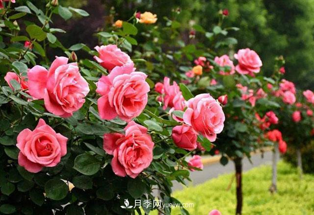 月季养殖最佳环境温度是多少？月季需要什么生活环境？(图1)