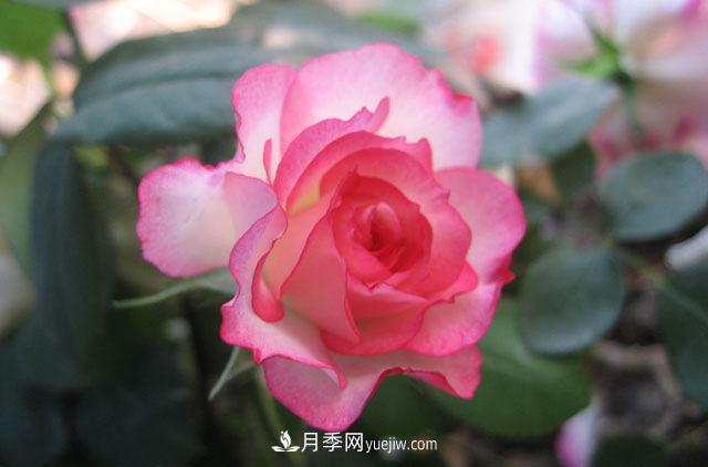 月季和玫瑰的六大区别(图1)