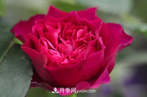 最香的月季品种是什么？盘点4种浓香月季(图1)