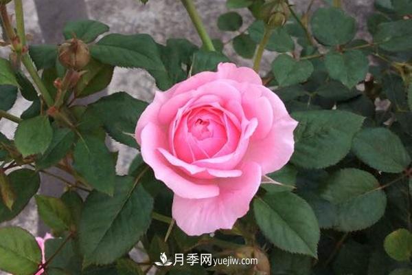 五款月季花友必备的月季品种，有哪些(图2)