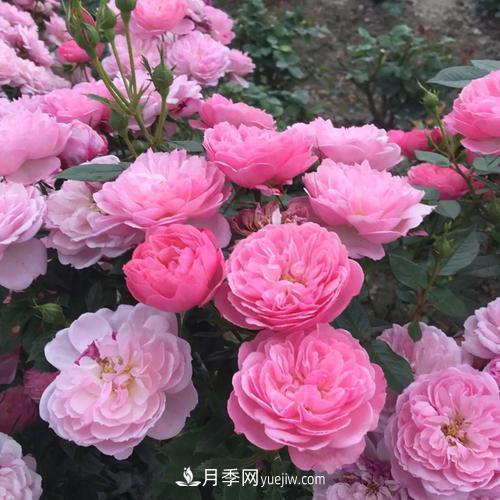 7种漂亮月季，植株矮小，花色艳丽，花期超长，是阳台盆栽佳品！(图3)
