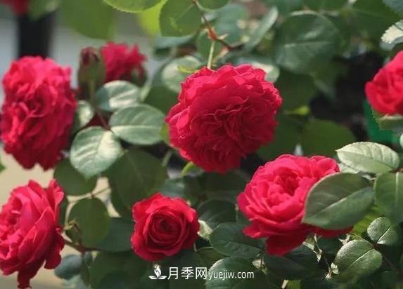 月季花到底有多少个品种？您家的月季好看吗？(图2)