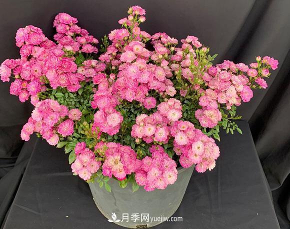 盆栽的月季要开花了！该追加什么肥？多久用一次效果更好？(图1)