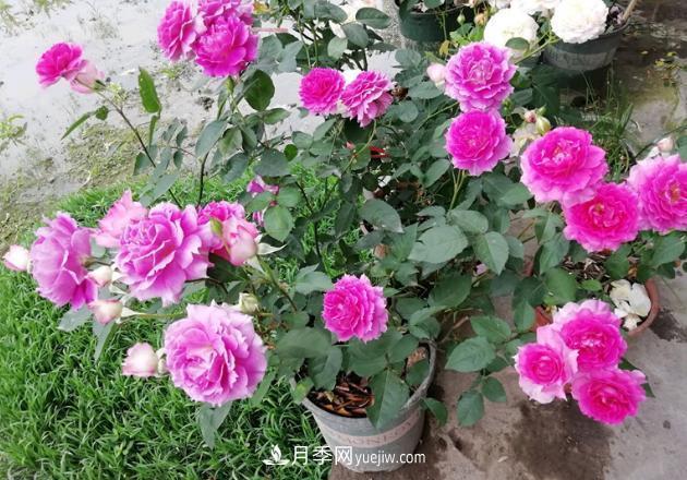 盆栽的月季要开花了！该追加什么肥？多久用一次效果更好？(图3)