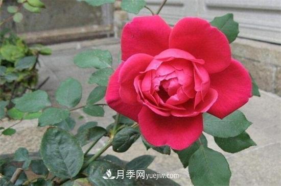 玫瑰花怎么养护？五步教你养好玫瑰花(图3)