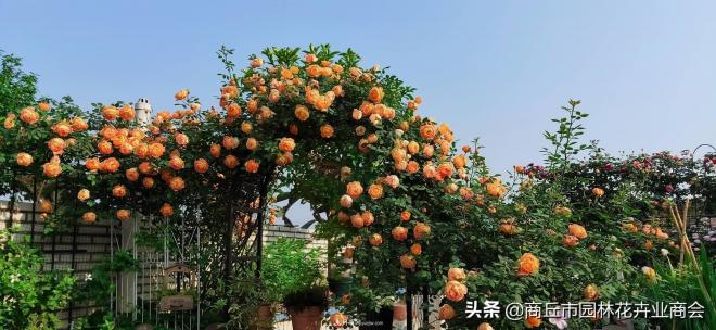 2020月季比美大赛！获奖大片欣赏！这大概是月季最美的打开方式了(图5)