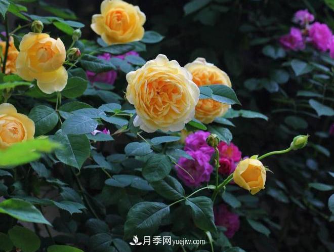 2020月季比美大赛！获奖大片欣赏！这大概是月季最美的打开方式了(图8)